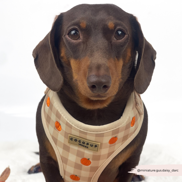 Pumpkin Patch Adjustable Neck HARNESS