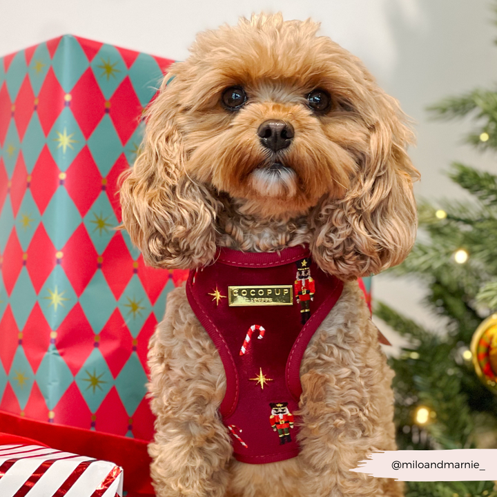 The Muttcracker Adjustable Neck Harness, Lead & Collar Bundle