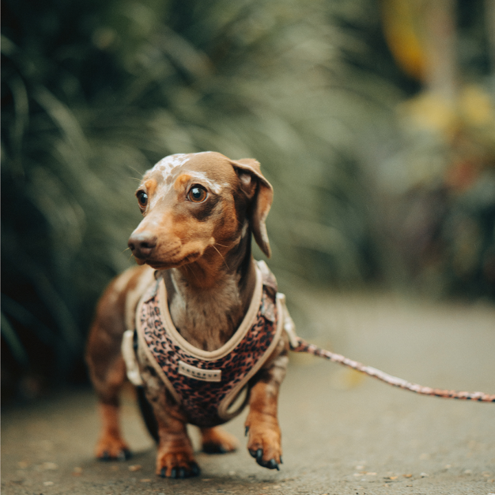 Quilted Leopard Pup Adjustable Neck Harness