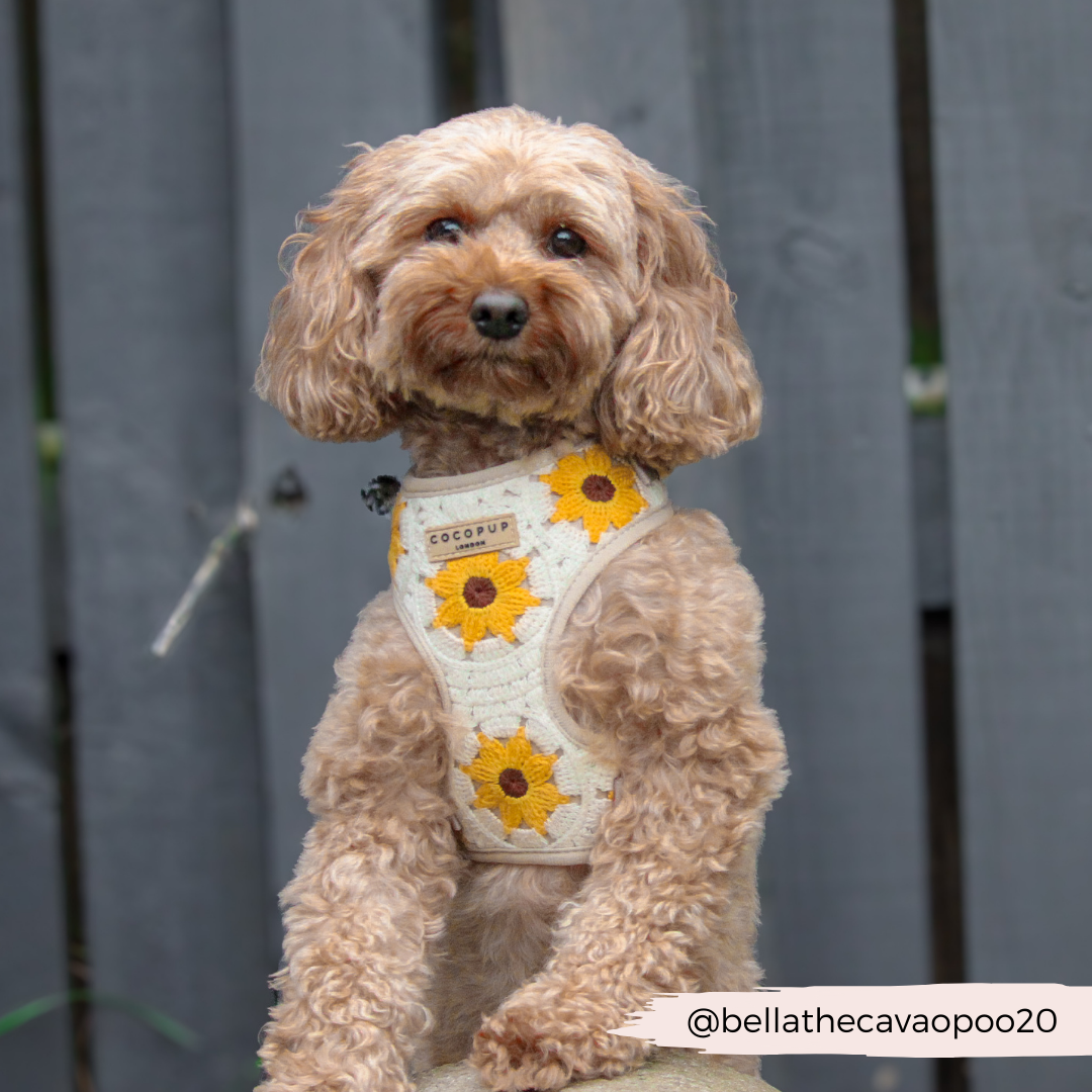 A fluffy dog with curly fur sits quietly in front of a gray wooden fence. The dog is wearing a cute Cocopup London Sunflower Patch Adjustable Neck Harness adorned with bright sunflowers. The Instagram handle "@bellathecavapoo20" is written in white text on the bottom right corner.