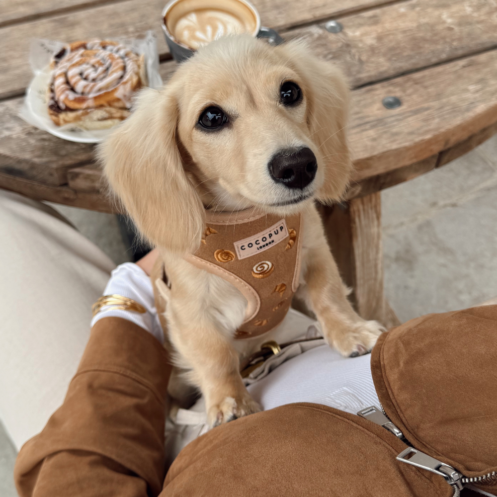 Pawtisserie Adjustable Neck Harness, Lead & Collar Bundle