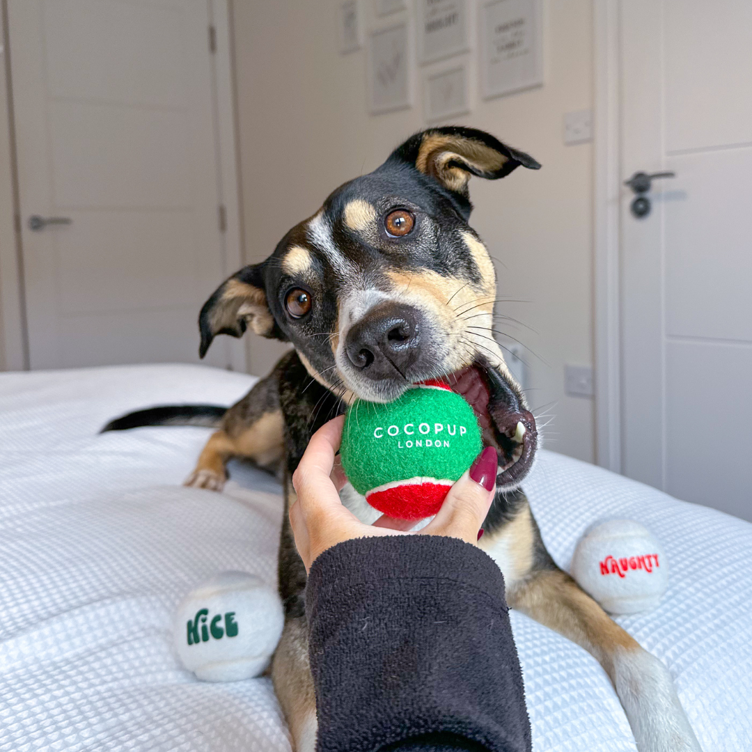 Limited Edition Tennis Ball - Christmas Red & Green