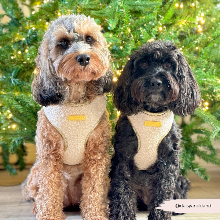 Limited Edition Sparkle Season Gold Adjustable Neck Harness, Lead & Collar Bundle