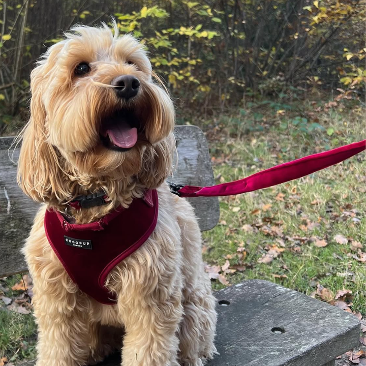 LUXE Velvet Adjustable Neck Harness - Berry Red