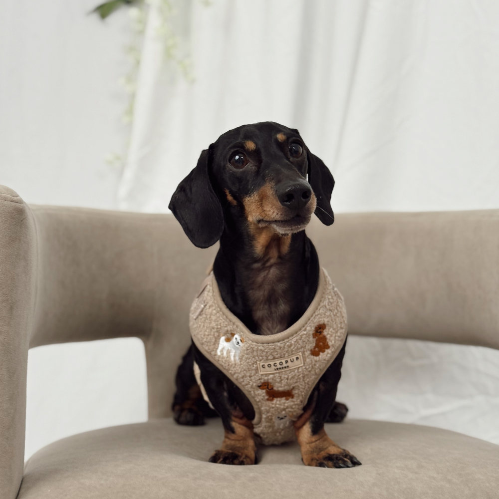 Ralph & Friends Mocha Teddy Adjustable Neck Harness, Lead & Collar Bundle