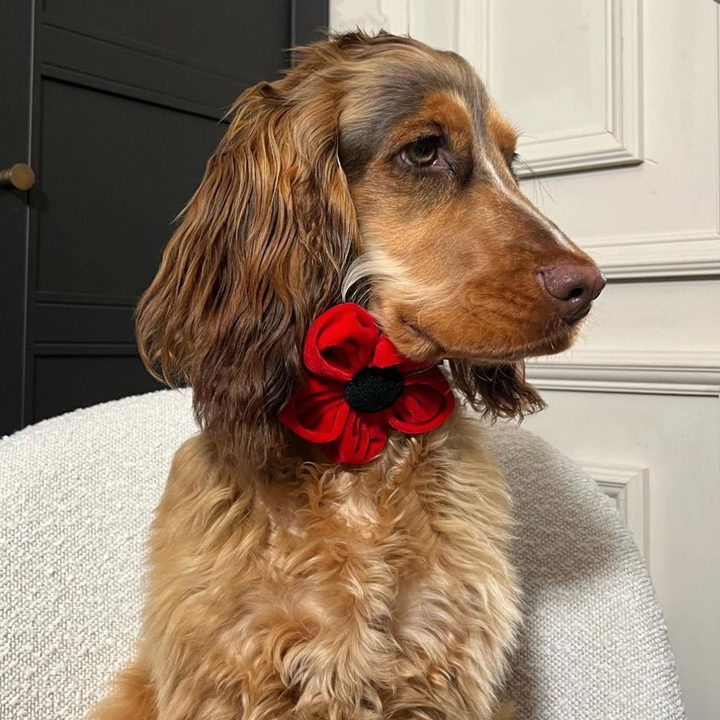 Poppy Collar Flower