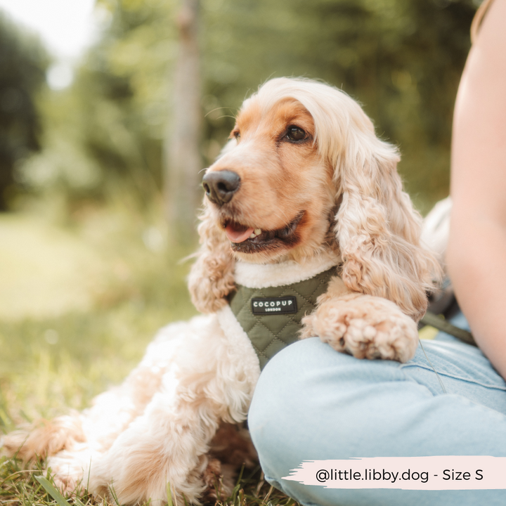 Khaki Quilted Adjustable Neck Harness, Lead & Collar Bundle