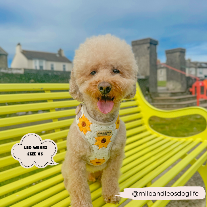 A fluffy dog wears a stylish Sunflower Patch Adjustable Neck Harness by Cocopup London, sitting on a bright yellow bench outdoors. In the background, houses are visible under a cloudy sky. A text bubble reads, "Leo wears size XS." The Instagram handle @miloandleosdoglife is displayed at the bottom right.