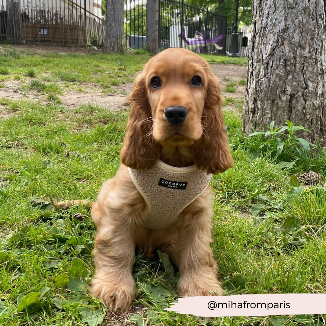 Teddy Rupert Adjustable Neck Harness, Lead & Collar Bundle