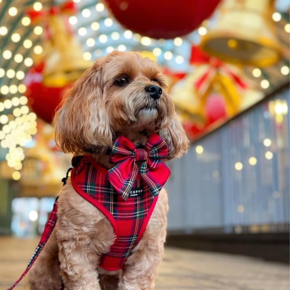 Tartan Adjustable Neck Harness