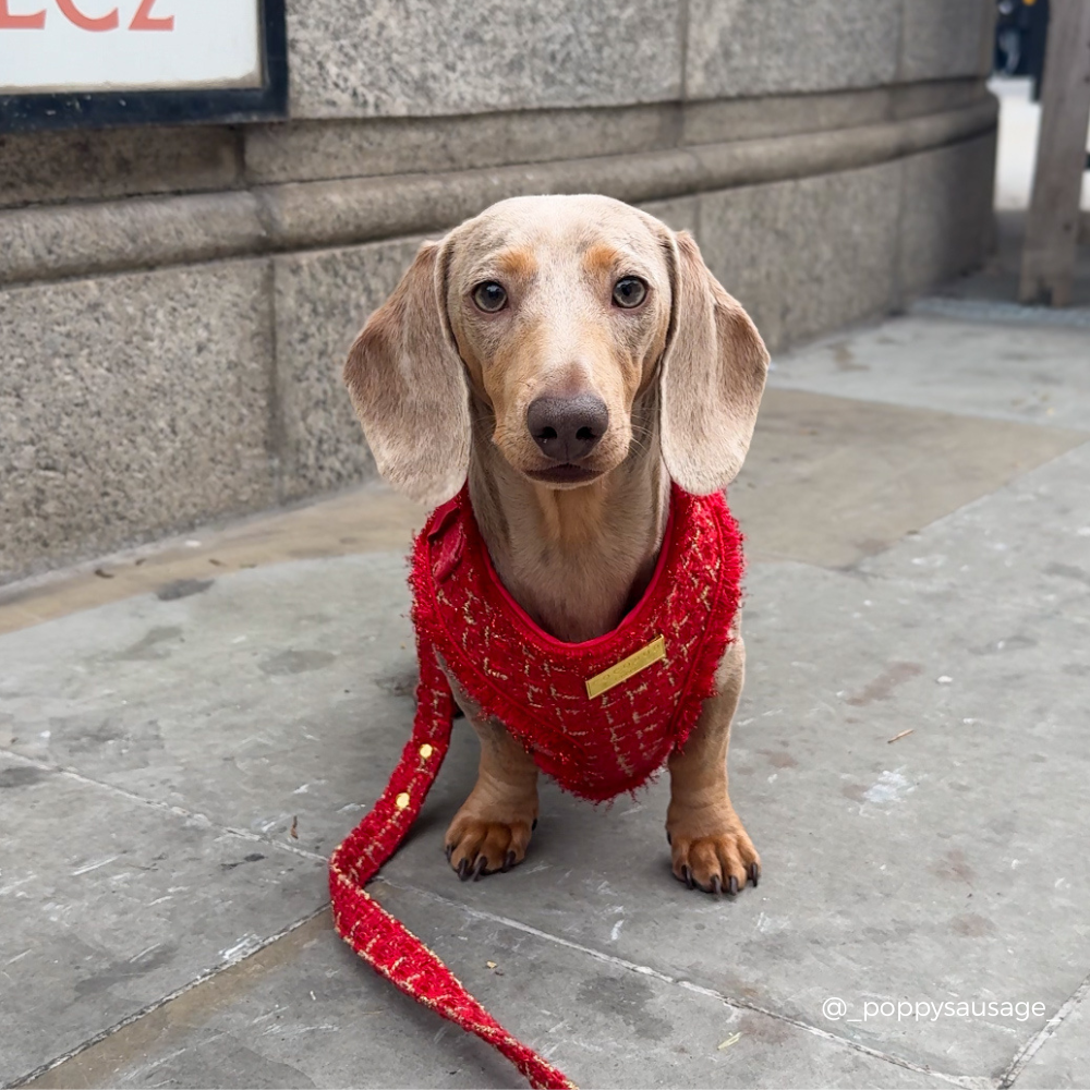 Red Textured Tweed Adjustable Neck Harness, Lead & Collar Bundle