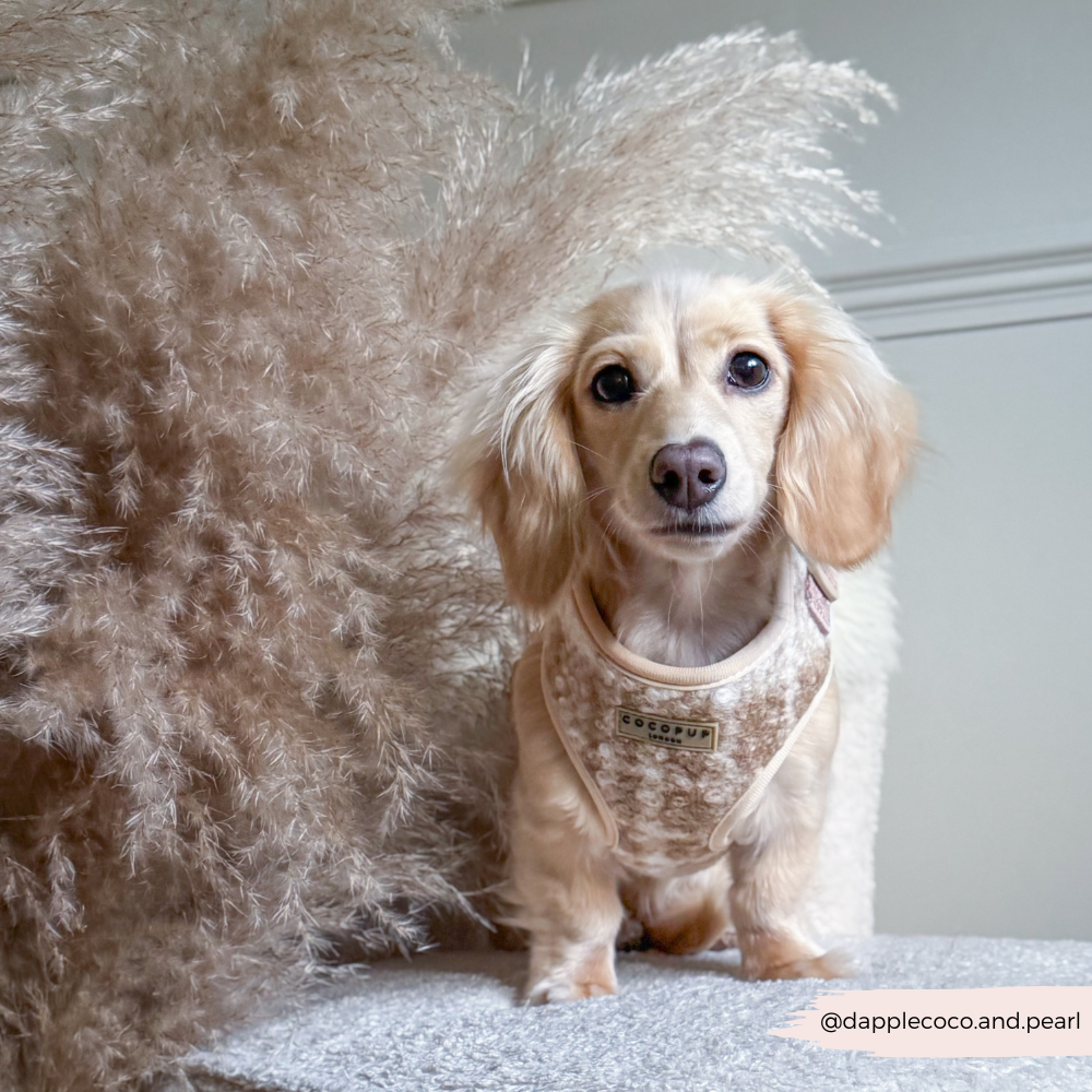 Highland Fleece Adjustable Neck Harness, Lead & Collar Bundle - Oatmeal