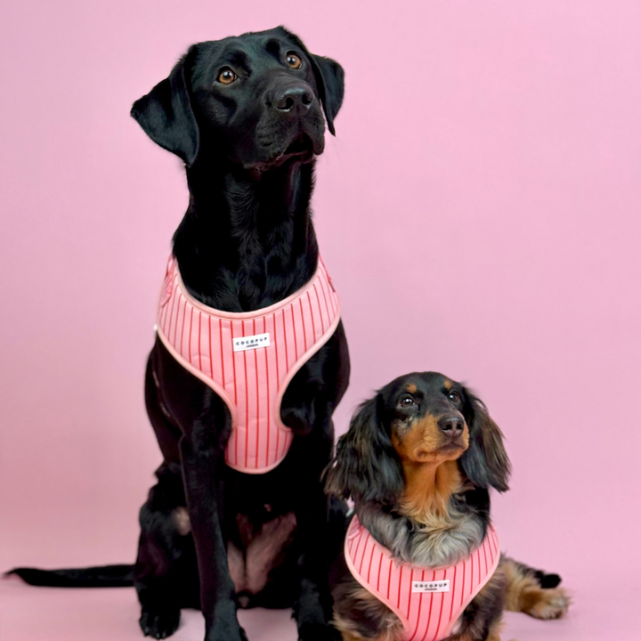 Candy Stripe Adjustable Neck Harness, Lead & Collar Bundle
