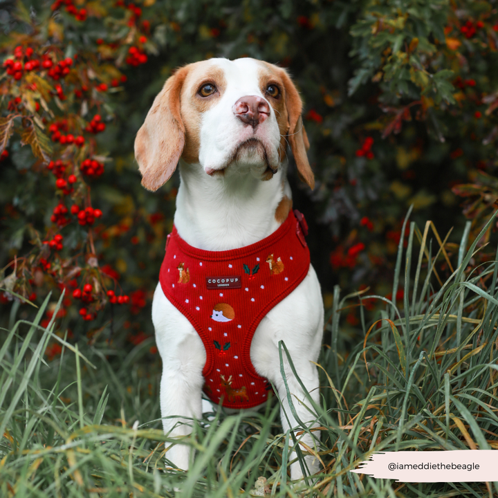 Holly Jolly Trails Adjustable Neck Harness, Lead & Collar Bundle