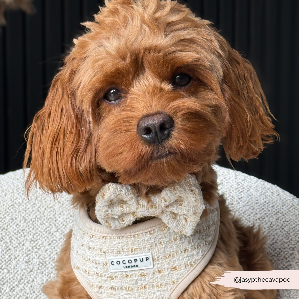 Vanilla Textured Tweed Bow Tie
