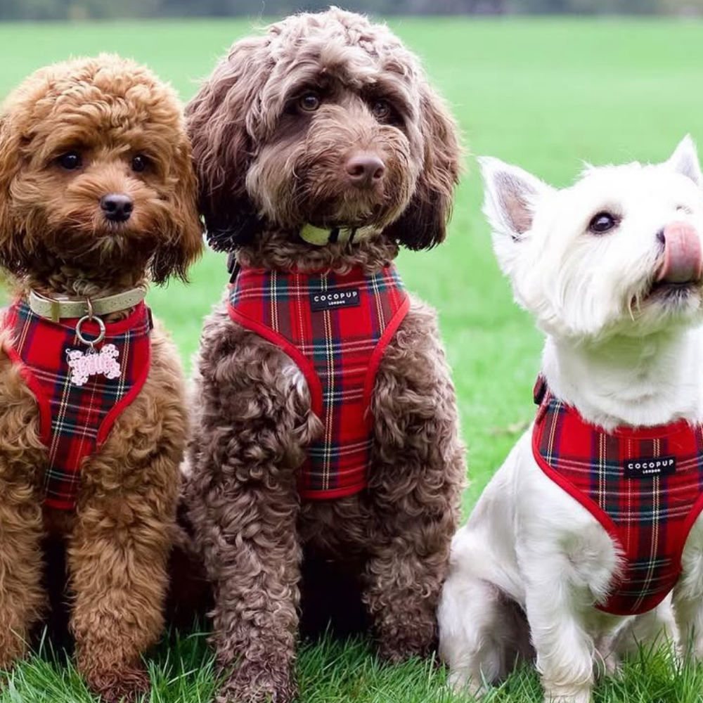 Tartan Adjustable Neck Harness