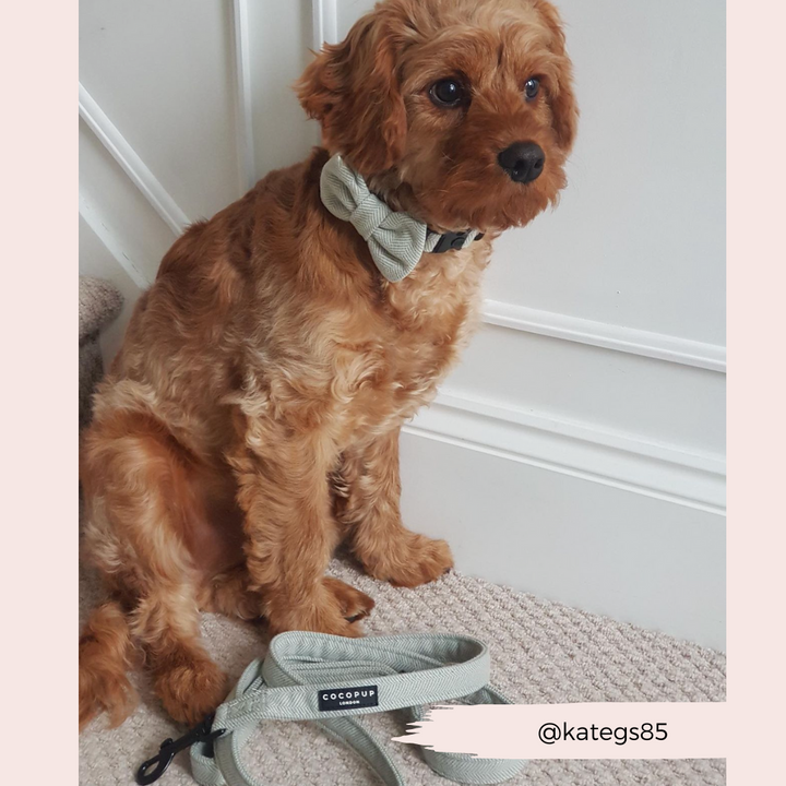 A fluffy brown dog with a bow tie sits on a carpeted floor near a staircase. Next to the dog lies the matching Sage Tweed Lead from Cocopup London, adding an elegant touch. The Instagram handle @kategs85 is written near the bottom of the image.