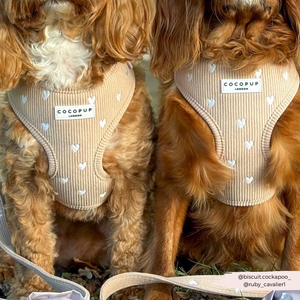 Chai Hearts Adjustable Neck Harness, Lead & Collar Bundle