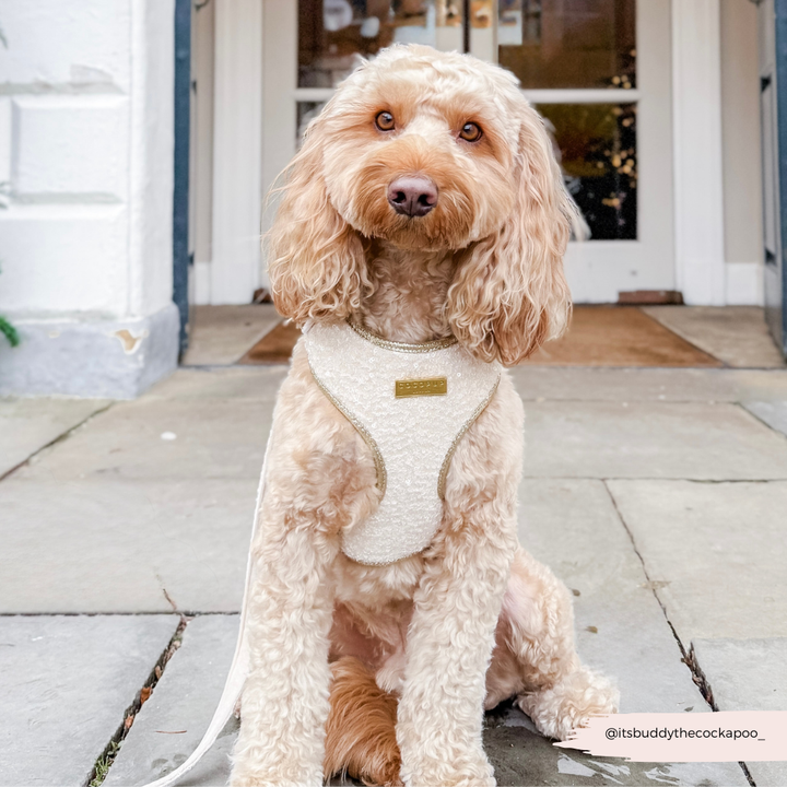 Limited Edition Sparkle Season Gold Adjustable Neck Harness, Lead & Collar Bundle