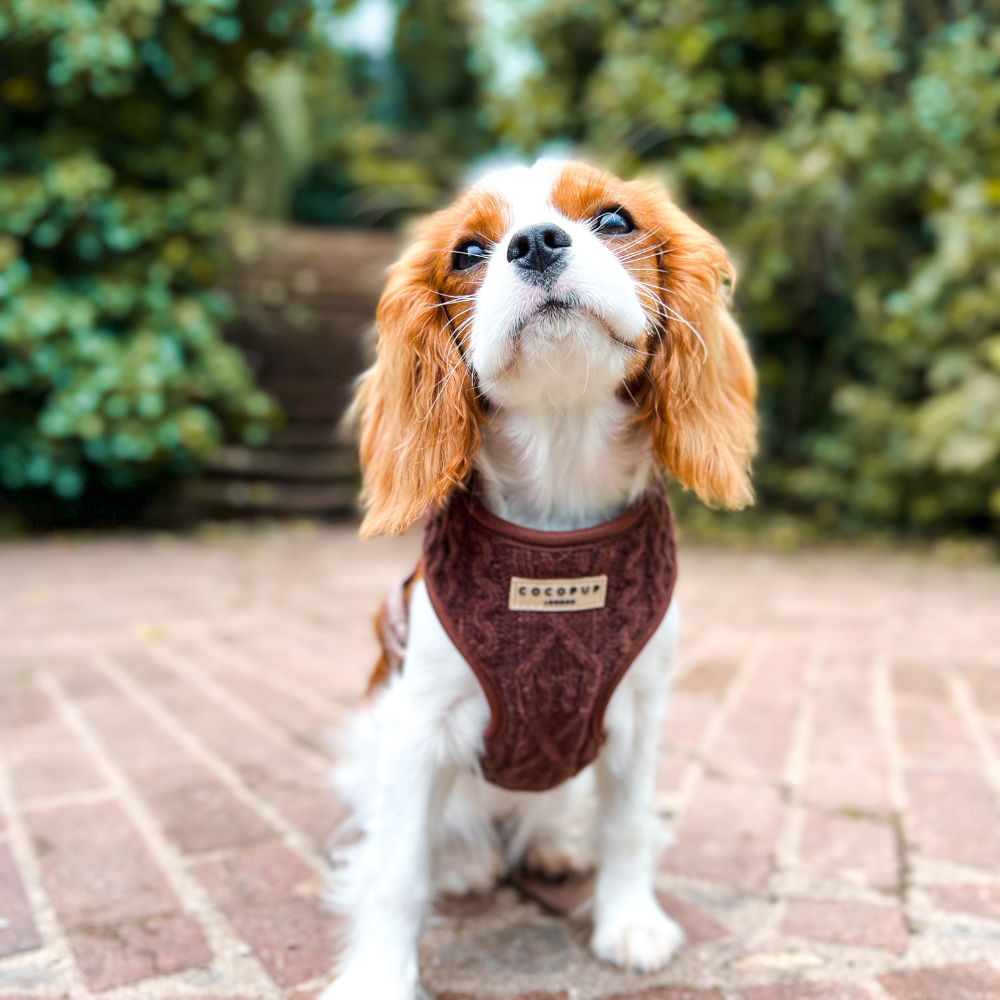 Hot Coco Cable Knit Adjustable Neck Harness, Lead & Collar Bundle