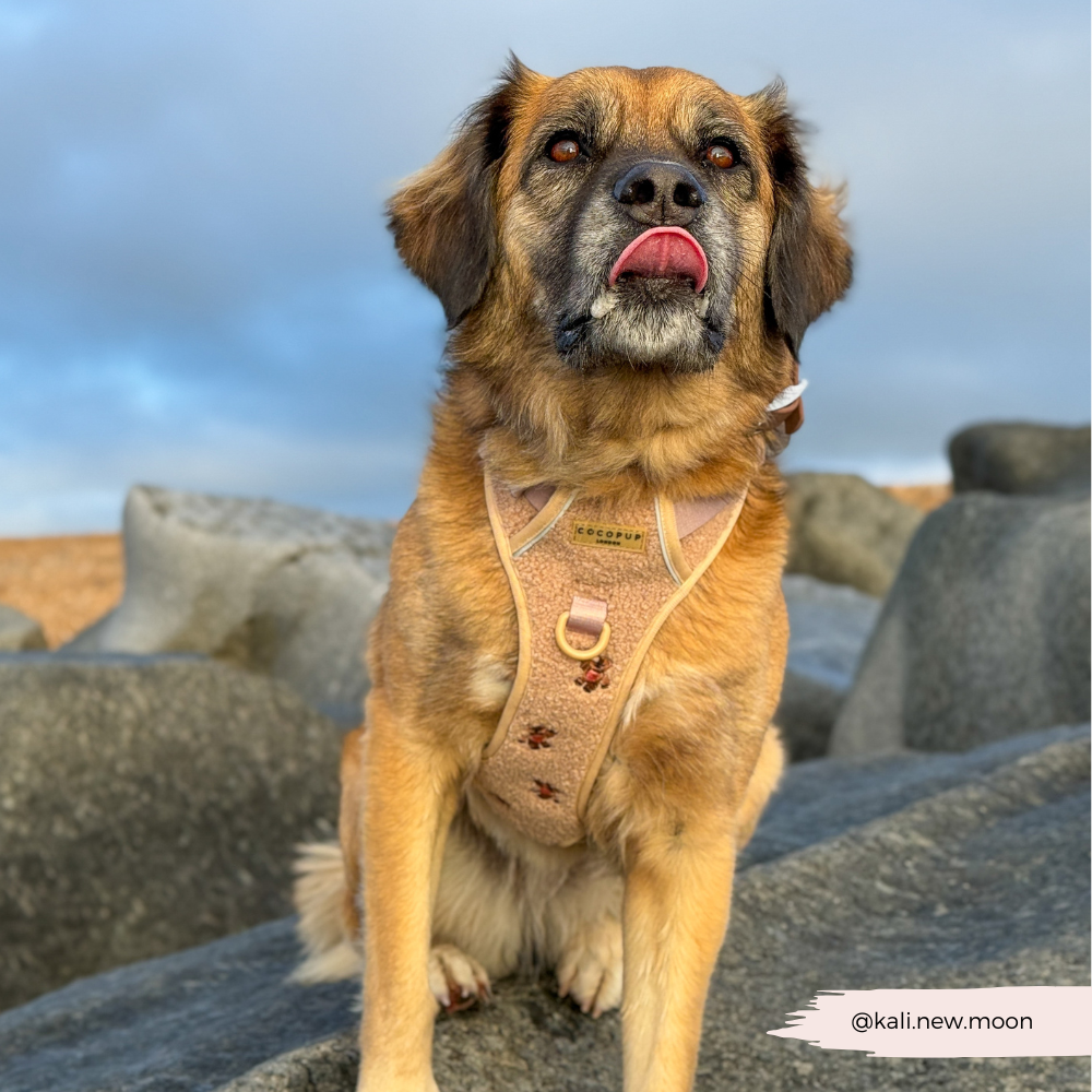 Explore Harness - Theo Embroidered Teddy