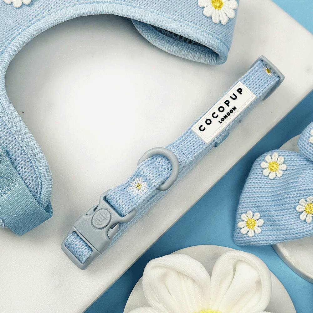 Blue dog Collar with white flower decals.