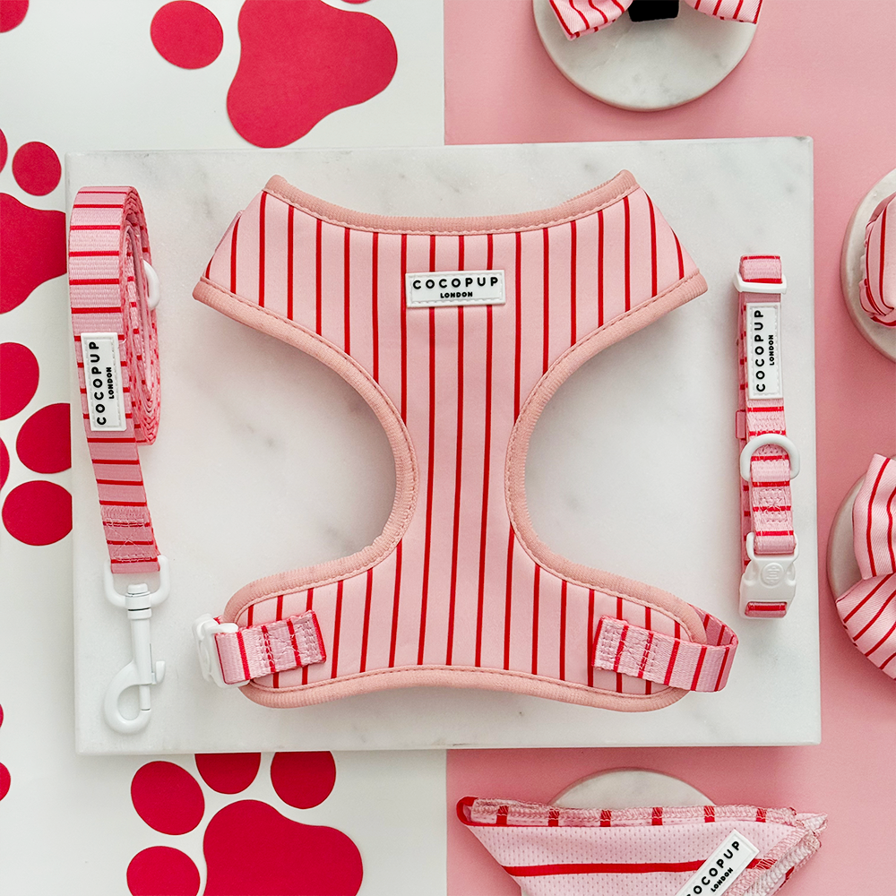 Candy Stripe Adjustable Neck Harness, Lead & Collar Bundle