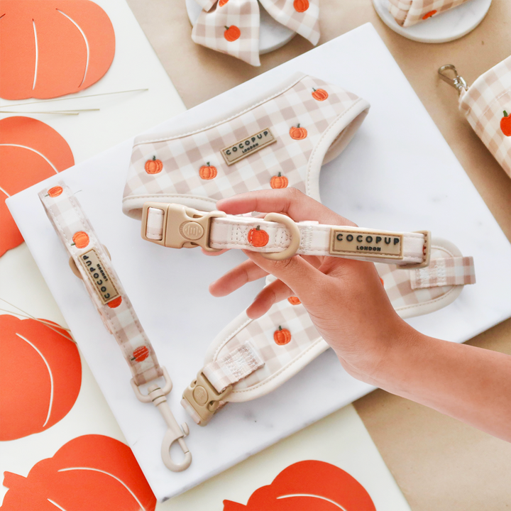 Pumpkin Patch COLLAR