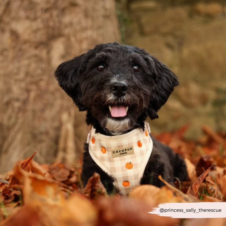 Pumpkin Patch Adjustable Neck HARNESS
