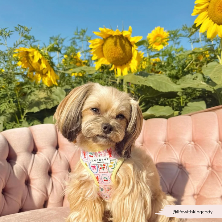 Dolce Vita Adjustable Neck Harness, Lead & Collar Bundle