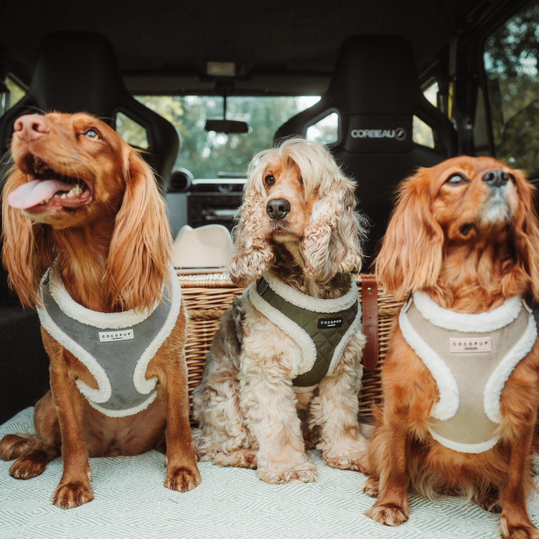 Grey Aviator Adjustable Neck Harness, Lead & Collar Bundle