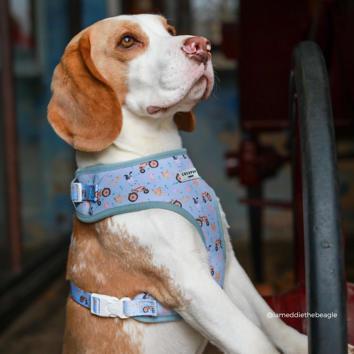 Barnyard Buddies Adjustable Neck Harness, Lead & Collar Bundle