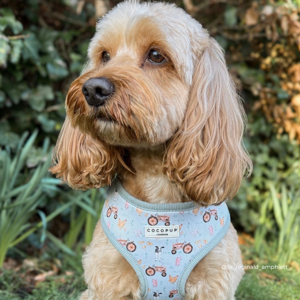 Barnyard Buddies Adjustable Neck Harness, Lead & Collar Bundle