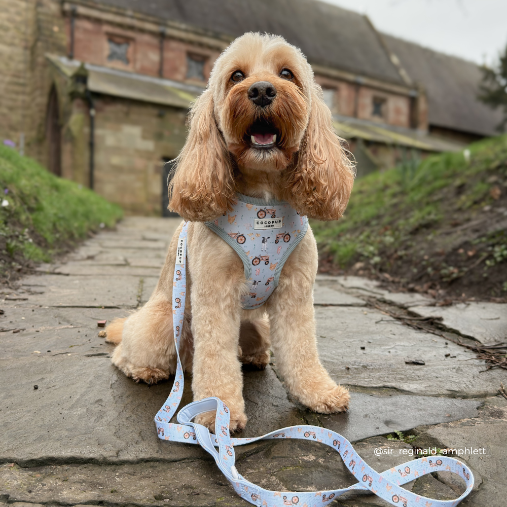 Barnyard Buddies Adjustable Neck Harness, Lead & Collar Bundle
