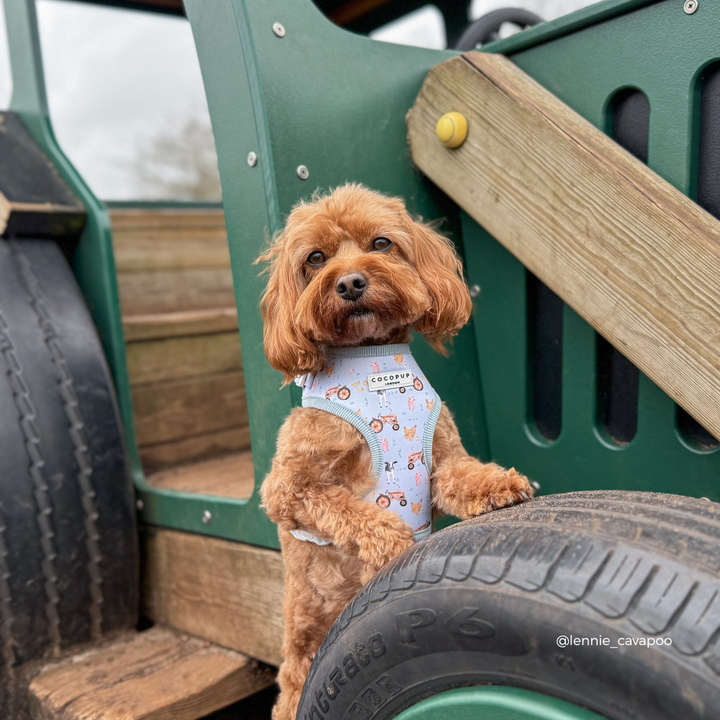Barnyard Buddies Adjustable Neck Harness, Lead & Collar Bundle
