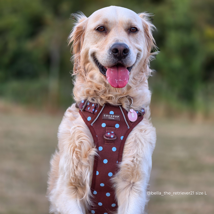 A golden retriever dog wearing a brown dog harness with light blue polka dots, photographed outdoors against a blurred green and brown background.