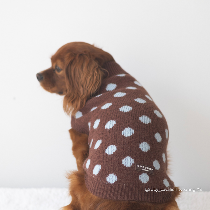 A brown dog wearing a brown knit sweater with blue polka dots, photographed against a plain white background.