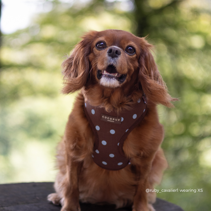 A brown Cavalier King Charles Spaniel dog wearing a brown harness with brown polka dots, sitting outdoors against a blurred green background.