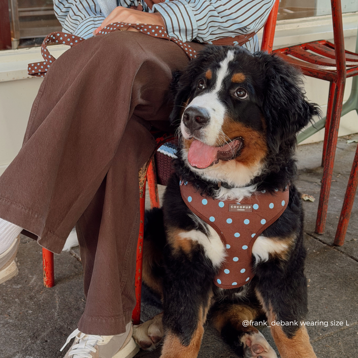 A Bernese mountain dog wearing a brown harness with light blue polka dots sits next to a person sitting on a red metal chair. The person is wearing matching brown pants and a striped shirt.