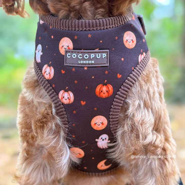 A close-up of a small brown dog wearing a dark brown pet harness with a Halloween print of orange pumpkins, white ghosts, and stars. The brand label 'COCOPUP LONDON' is visible on the chest.