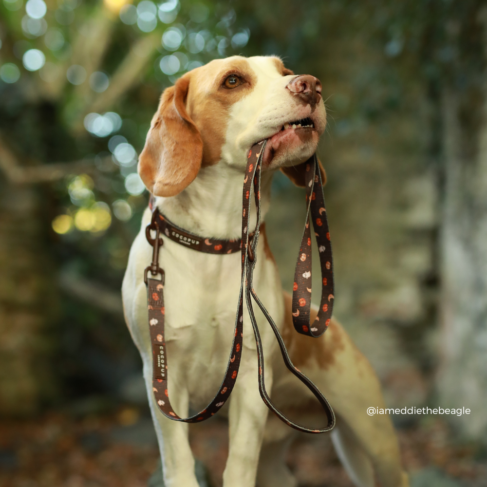 A beagle dog outdoors holding a brown patterned leash in its mouth, wearing a matching collar. The background is a soft-focus natural setting with green foliage and warm bokeh lights.