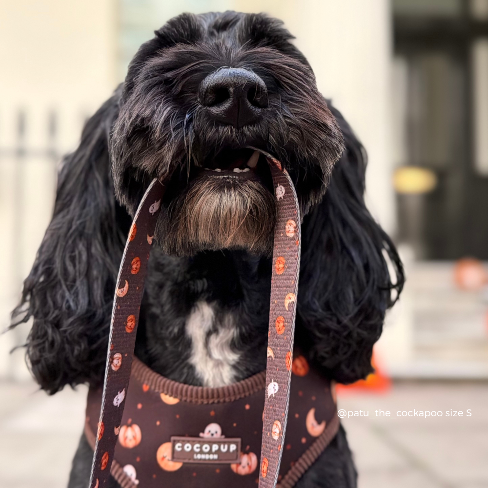 A black long-haired dog wearing a brown Halloween-themed harness with a pattern of pumpkins, moons, and stars, holding the strap in its mouth. The brand label 'COCOPUP' is visible on the harness.
