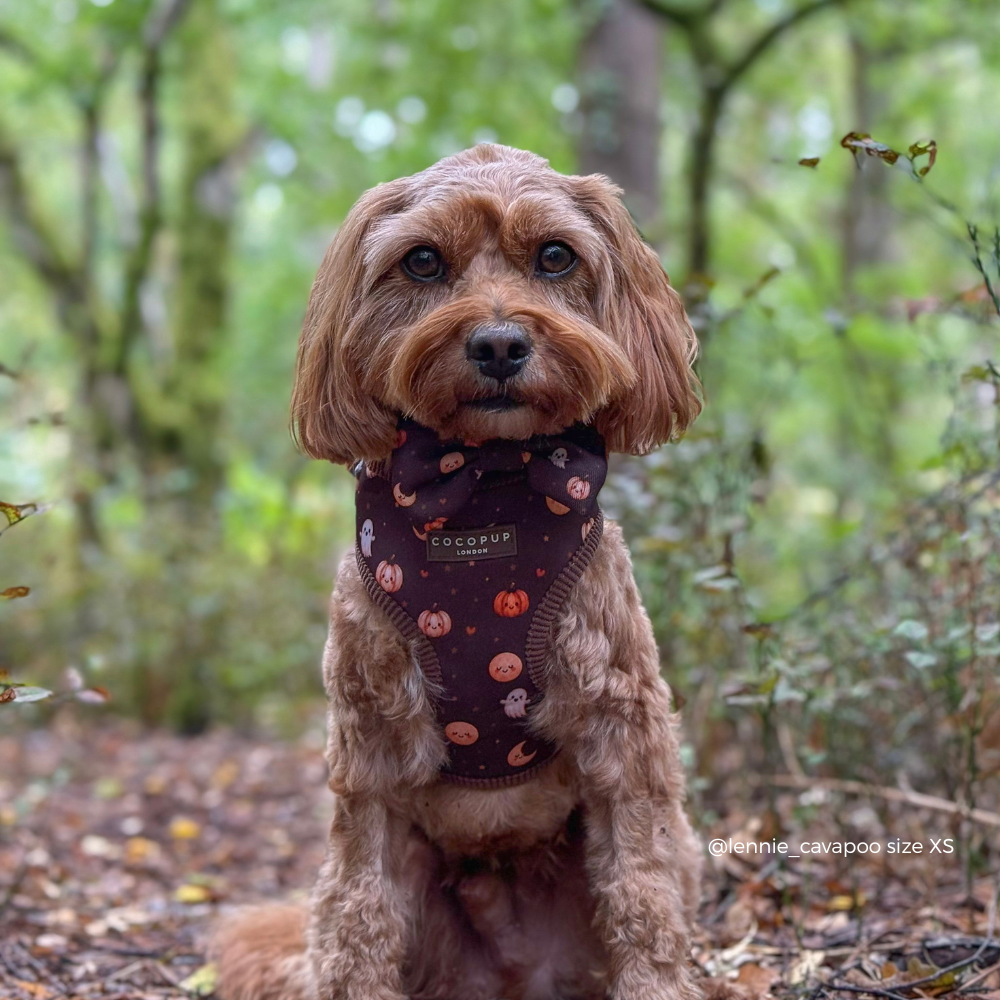 A small brown dog sitting in a forest wearing a dark patterned harness with orange and white pumpkin motifs. The brand name 'COCOPUP' is visible on the front of the harness.