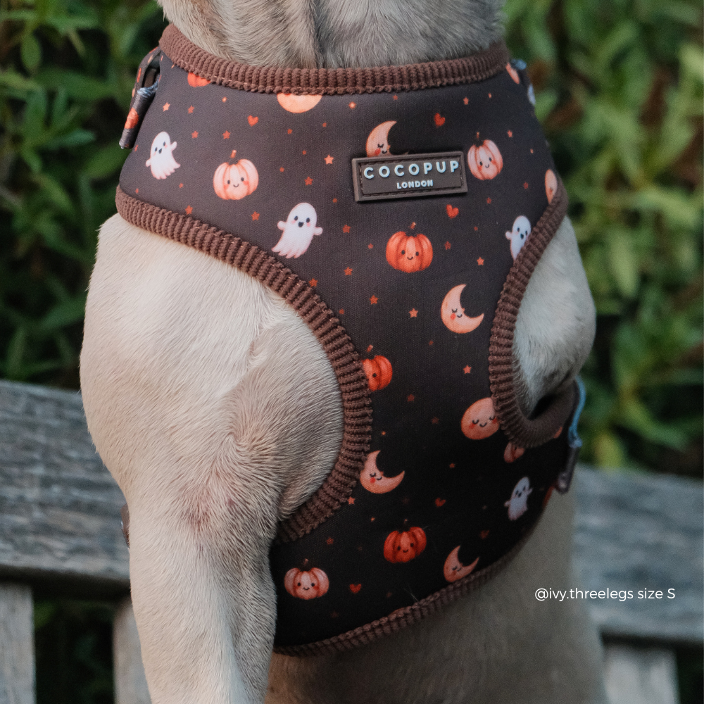 A close-up of a dog wearing a dark brown Halloween-themed harness with a pumpkin, ghost, and moon pattern. The brand label 'COCOPUP London' is visible on the chest area.