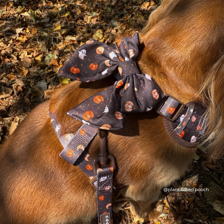 A close-up of a dog outdoors wearing a Halloween-themed harness and matching bow. The fabric is dark brown with an orange pumpkin and white ghost pattern, and the dog has golden-brown fur.