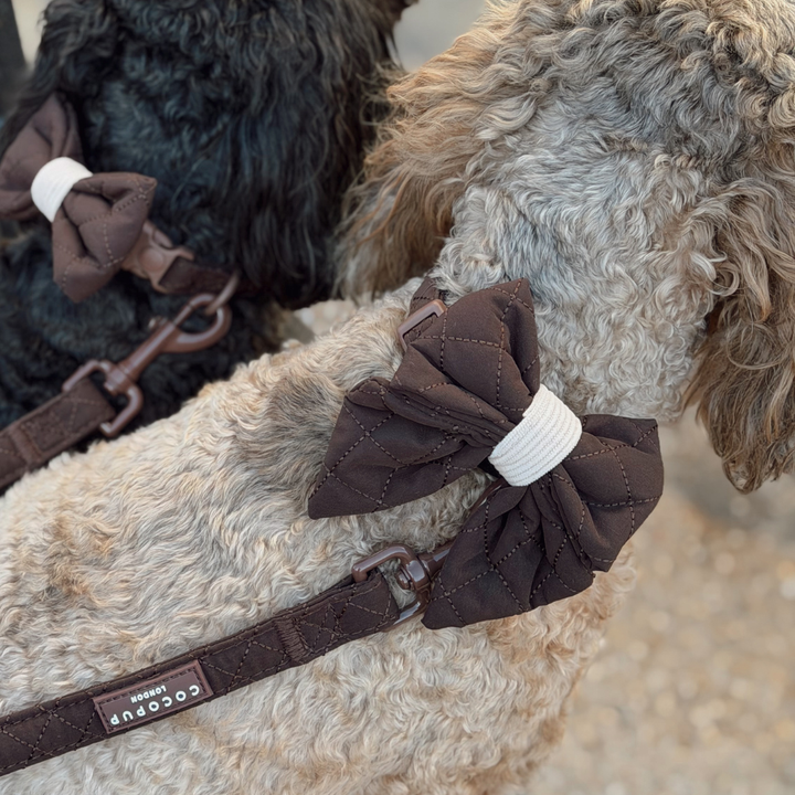 A close-up of a beige curly-haired dog wearing a dark brown bow tie collar with a white band and matching brown leash. Another dog is partially visible in the background wearing a similar dark brown bow tie collar.