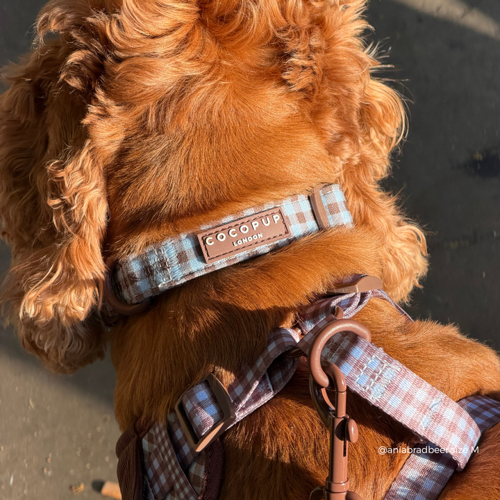 A close-up of a golden-brown dog wearing a blue and brown plaid dog collar and matching harness with a brown brand patch that reads 'COCOPUP LONDON'.