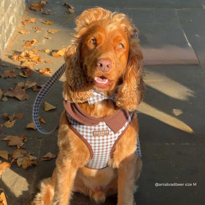 A golden cocker spaniel dog wearing a brown and blue gingham harness with a matching brown collar sits on a stone pavement outdoors with scattered autumn leaves.