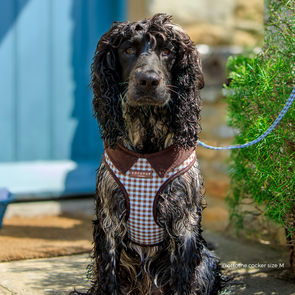 A black and white Cocker Spaniel wearing a brown and blue gingham pet harness, sitting outdoors on a stone patio with a blue door and greenery in the background.