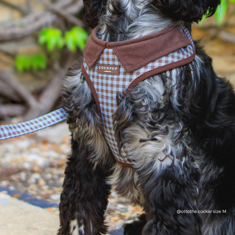 A close-up of a black and white curly-haired dog wearing a brown and blue gingham harness with a brown collar, on an outdoor walkway.